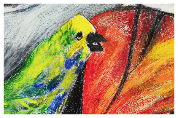 Bild vergr&ouml;&szlig;ern: MLF_Wellensittich