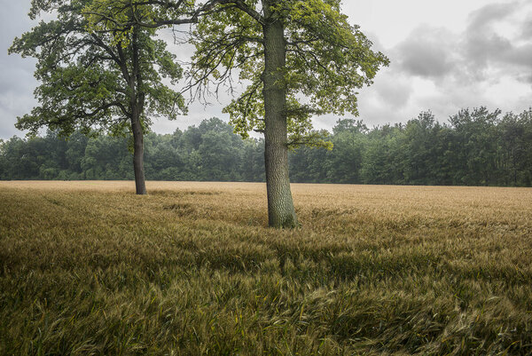 Bild vergr&ouml;&szlig;ern: Gerolfinger Eichenwald